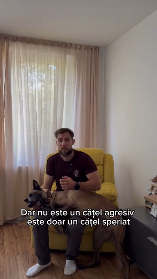 Cum se acomodează un câine adoptat cu noua familie - Bucuresti