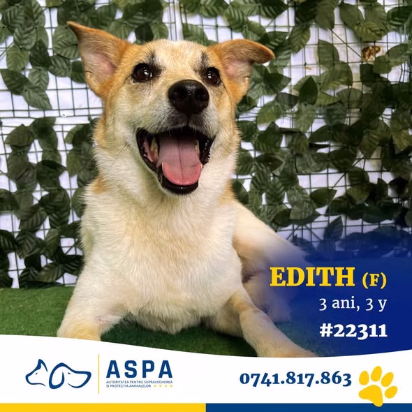 Edith, sufletul timid de la ASPA Mihăilești, își caută o casă - Bucuresti