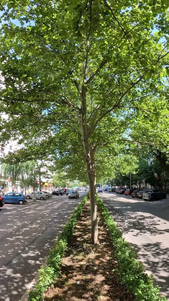 Strada Râmnicu Vâlcea, culoar verde în Sectorul 3 - Bucuresti
