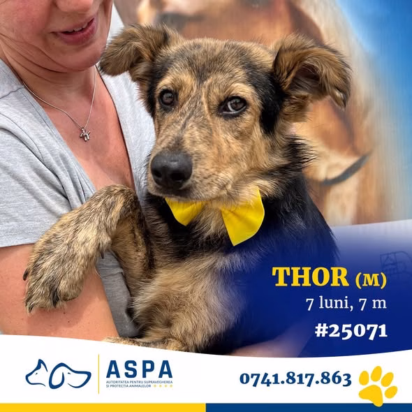 Thor caută stăpân cu răbdare, la ASPA Mihăilești - Bucuresti