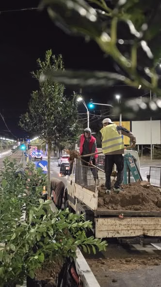 Plantări de noapte pe Calea Văcărești, în Sectorul 4 - Bucuresti