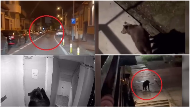 Urșii din Brașov, musafiri nepoftiți în curțile oamenilor - Politica