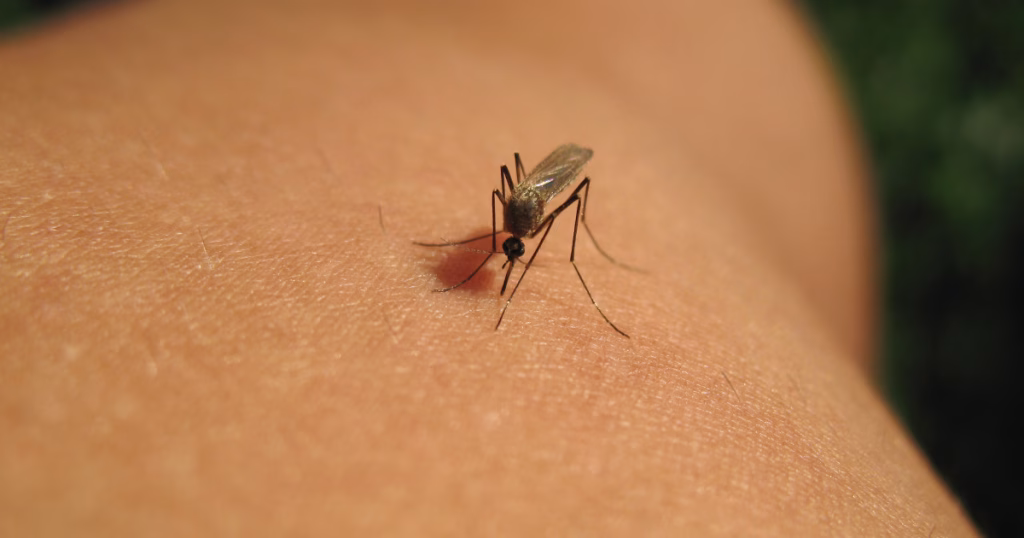 West Nile în oraș: Bucureștiul, în topul îmbolnăvirilor - Politica