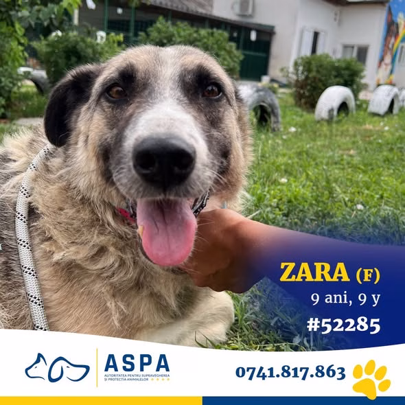 Zara, o doamnă de 9 ani, caută casă la ASPA Bragadiru - Bucuresti