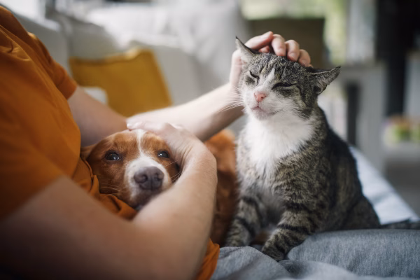 Patru mii de oameni au scos lesele în stradă, de Ziua Animalelor