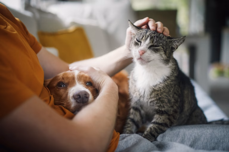Patru mii de oameni au scos lesele în stradă, de Ziua Animalelor
