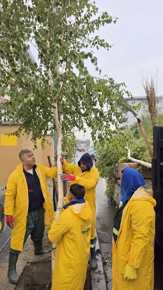 Sectorul 4 plantează copaci și când plouă toamna - Bucuresti