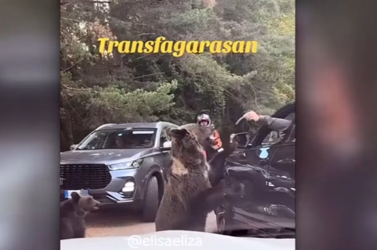 Turist, la un pas să rămână fără mână, lângă un urs pe Transfăgărășan